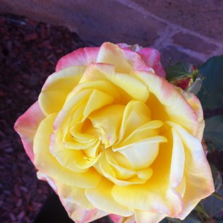 IMG_0906 IMG_0906